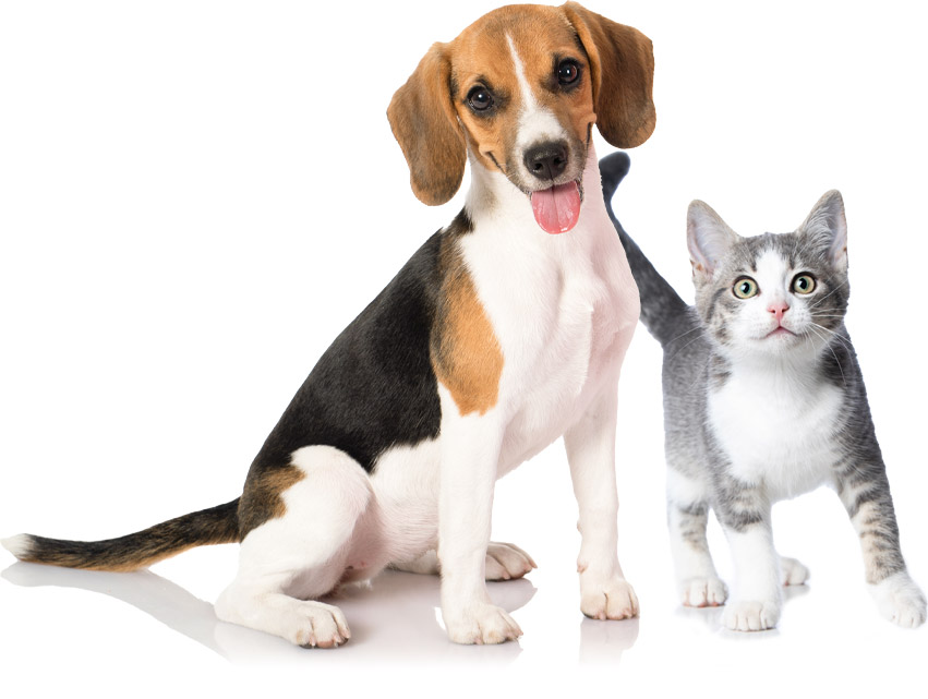 Puppy and Kitten Veterinary Practice